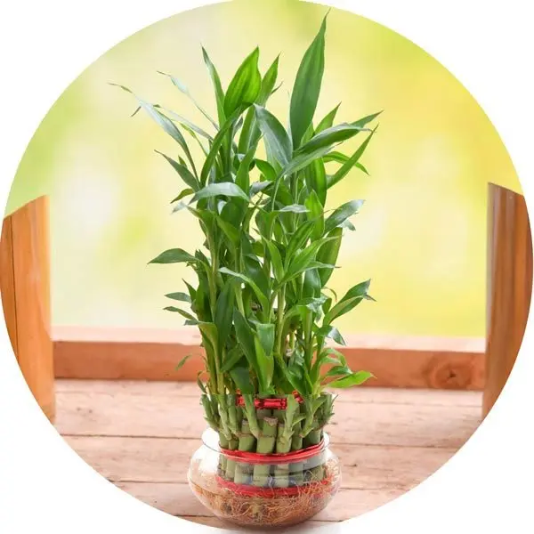 Lucky Bamboo Plant