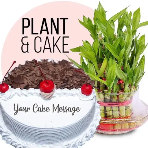 Cake & Plant Combo